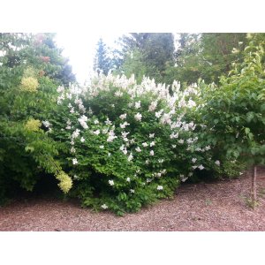 Orgován obyčajný (Syringa vulgaris) ´AGNES SMITH´ - výška 30-50 cm, kont. C3L